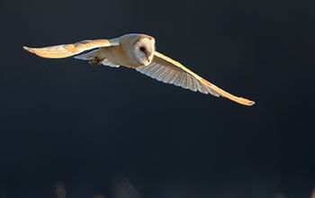 Yellow owl
